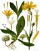 1200px-Arnica_montana_-_Köhler–s_Medizinal-Pflanzen-015