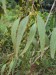 Eucalyptus_camaldulensis_17-768x1024