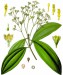Cinnamomum_aromaticum_-_Köhler–s_Medizinal-Pflanzen-039_cropped