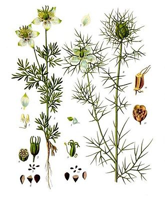 Nigella_sativa_-_Köhler–s_Medizinal-Pflanzen-227