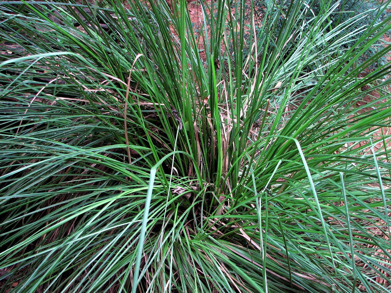 vetiver3